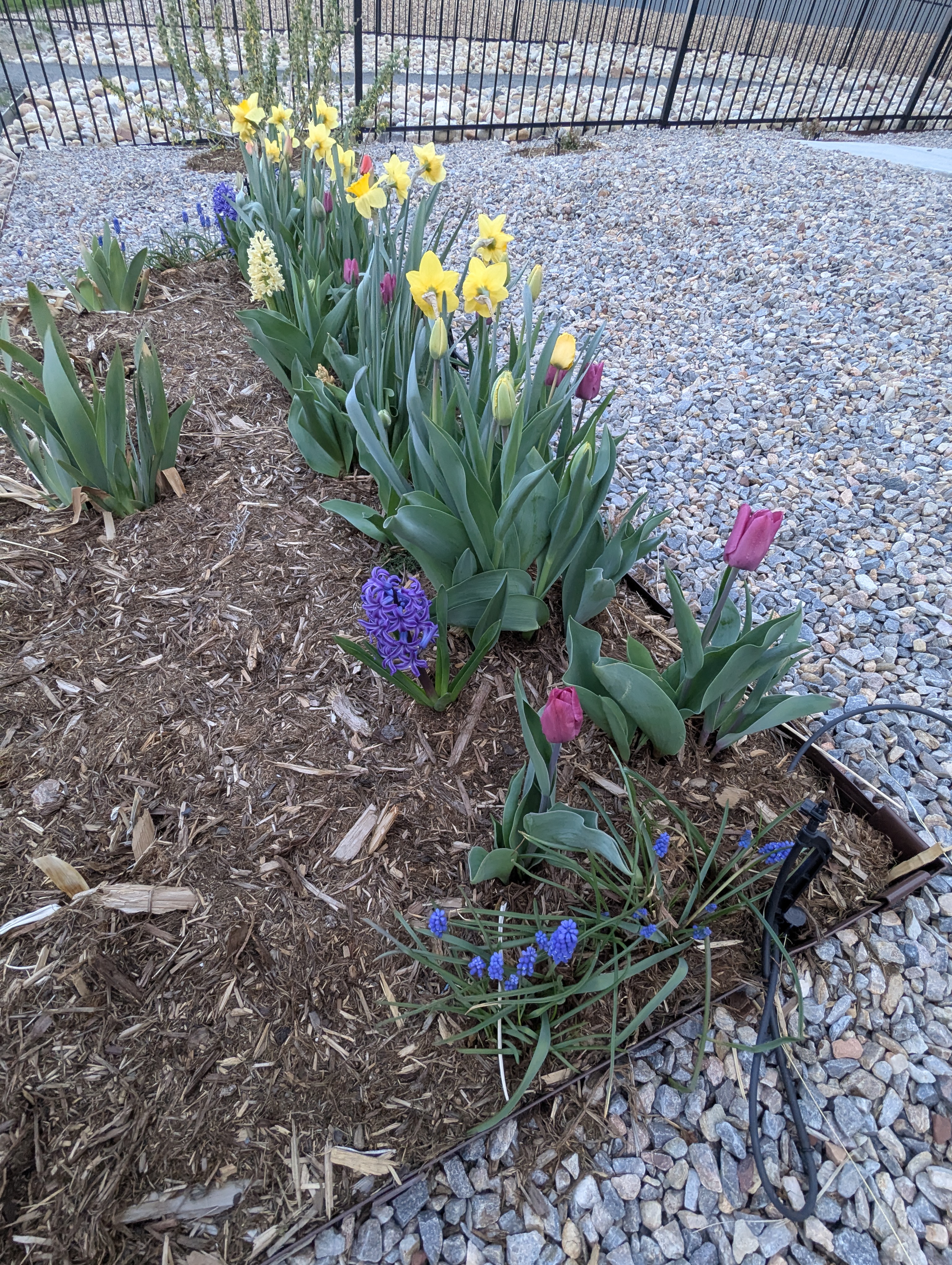 Garden, Flowers, Morrison, Colorado